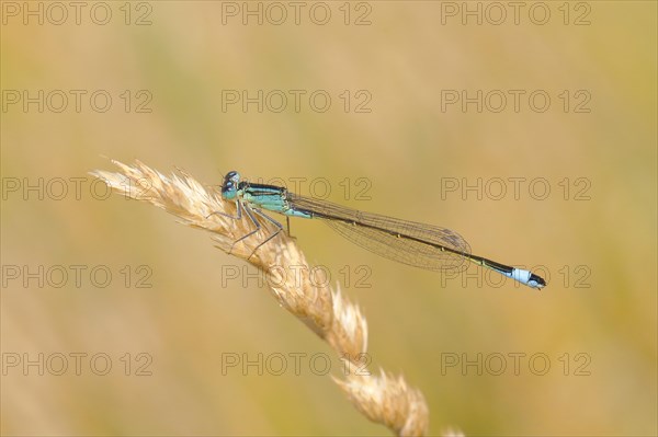 Blue-tailed damselfly