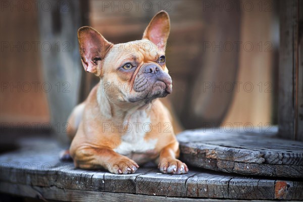 Beautiful red fawn French Bulldog dog lying down between wooden industrial cable drums