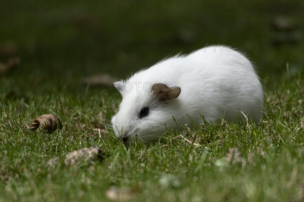 Domestic guinea pig