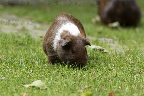 Domestic guinea pig
