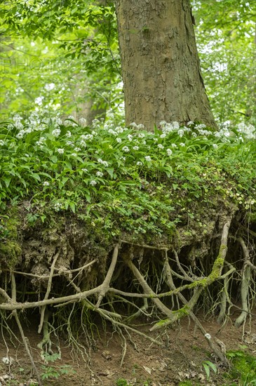 Deciduous forest