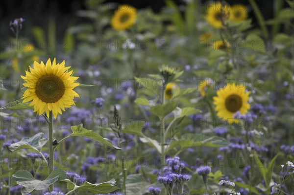 Sunflowers