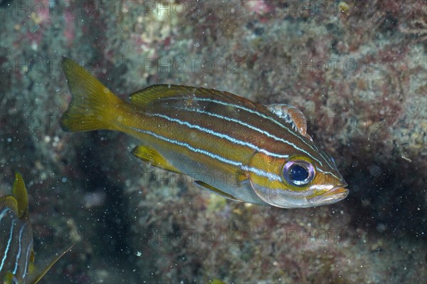 Eight-striped grunt