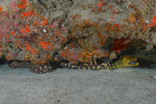 Fangtooth moray