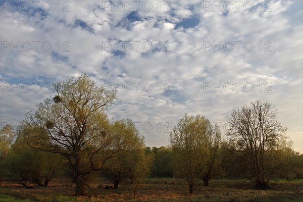 Evening mood in the floodplain forest