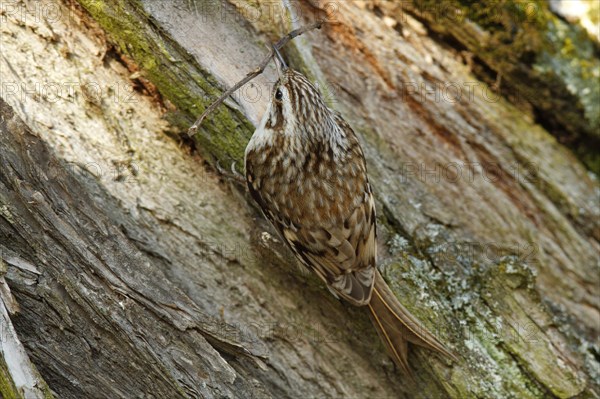 Eurasian treecreeper