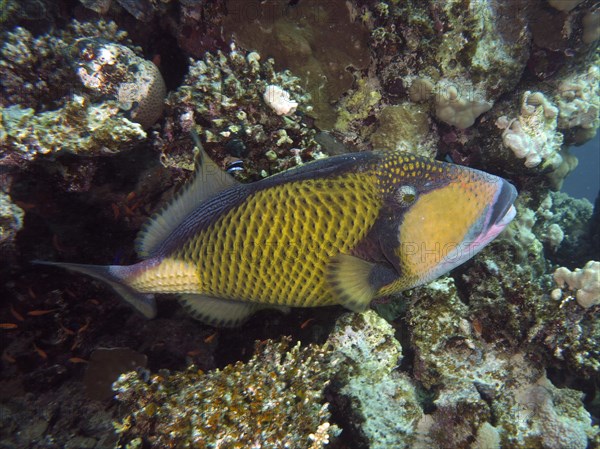 Titan triggerfish