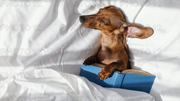 Dog sleeping bed with book