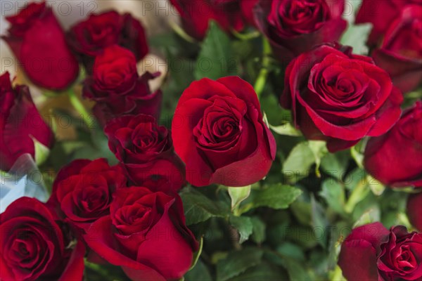 Beautiful red roses bouquet