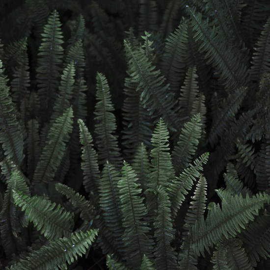 Thicket wild fern