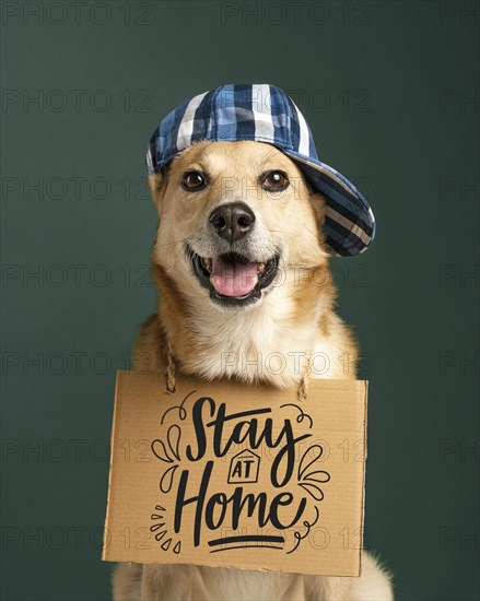 Cute dog with hat holding banner
