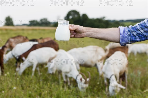 Close up milk from goats