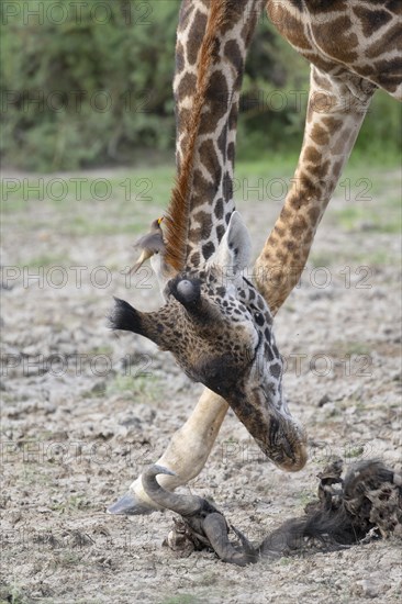 Masai giraffe