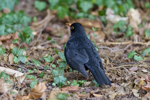 Blackbird