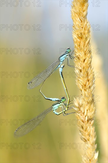 Blue-tailed damselflies