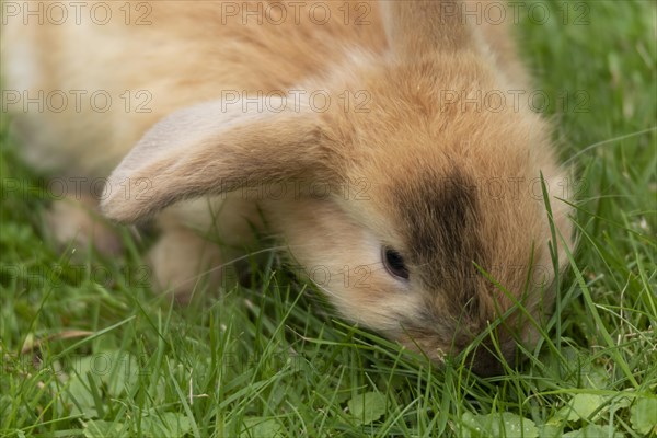 Dwarf rabbit