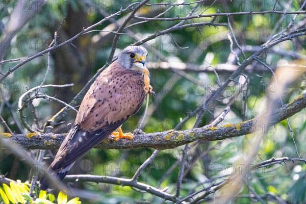 Common kestrel