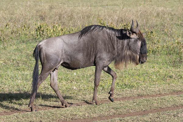 Wildebeest