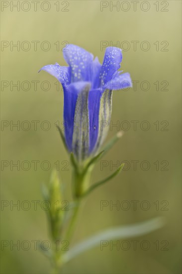 Marsh gentian