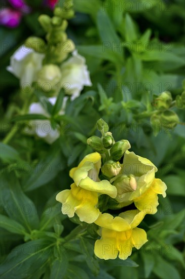 Snapdragons or snapdragons