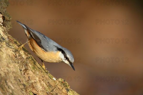 Eurasian nuthatch