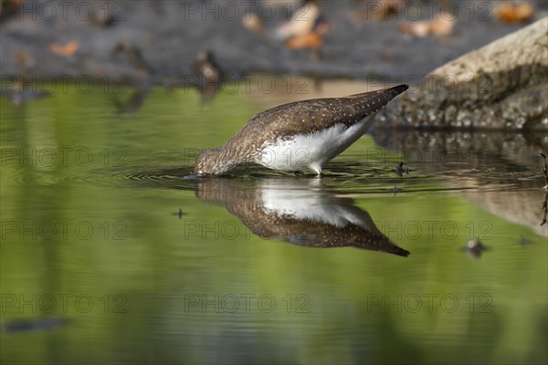 Green sandpiper