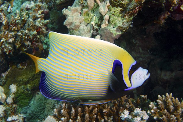 Emperor angelfish