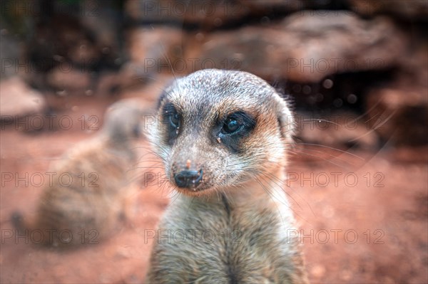 Meerkats