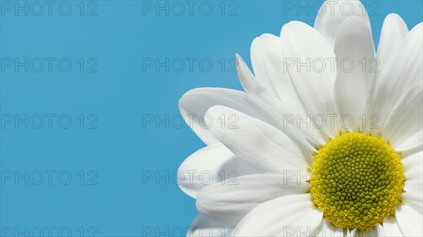 Top view spring daisy with