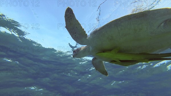 Bottom view of Great Green Sea Turtle