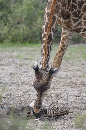 Masai giraffe