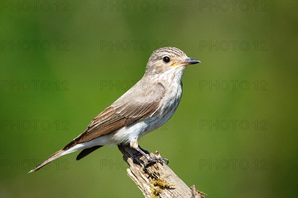 Spotted flycatcher