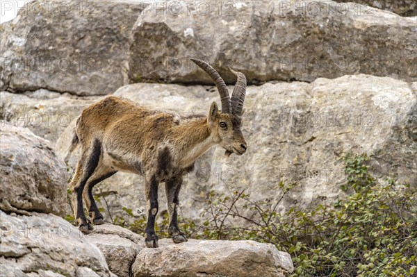 Spanish ibex