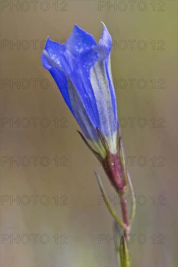 Marsh gentian