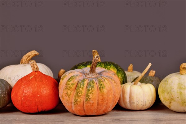 Mix of different colorful pumpkins and squashes in front of gray wall