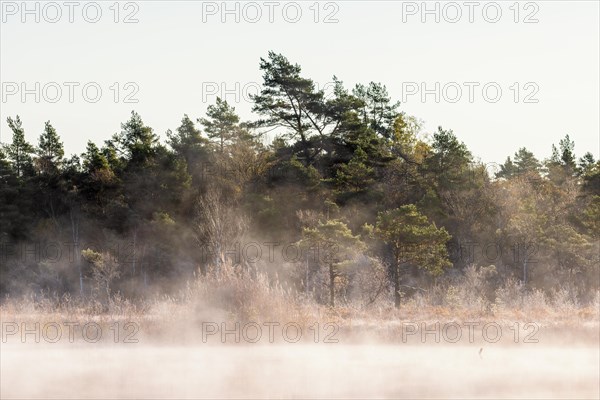 Fog on the lake by a bog by a pine woodland a cold autumn morning in the wilderness