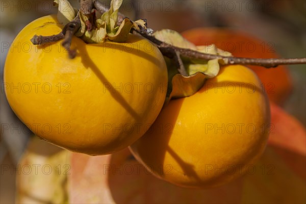 Persimmon fruit on tree