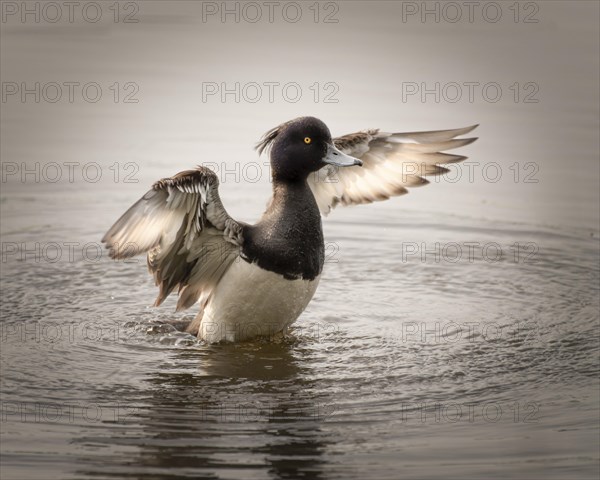 Tufted duck