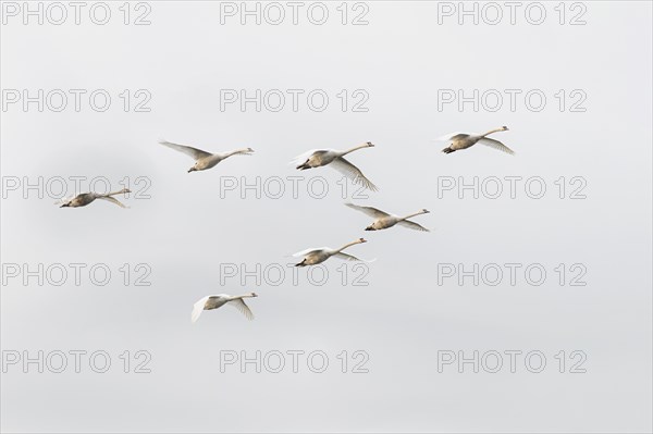 Mute swans