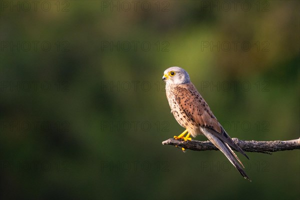 Common kestrel