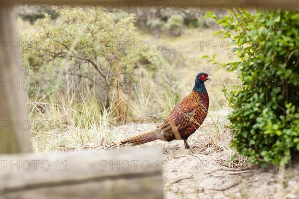 Wild pheasant in the dunes of Terschelling