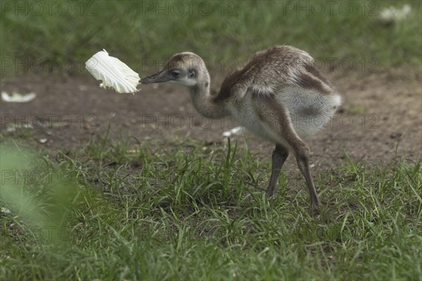 Greater rhea