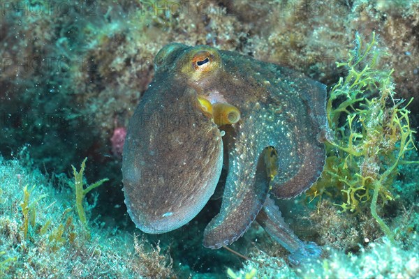 Common Octopus