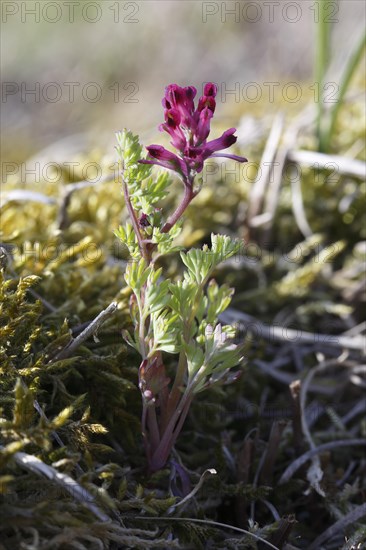 Common fumitory