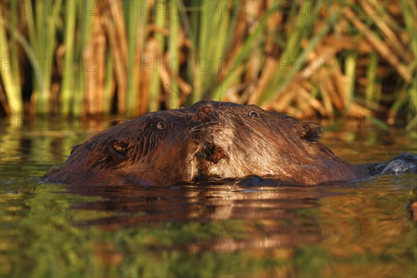 Beaver