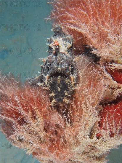 Black Giant Frogfish