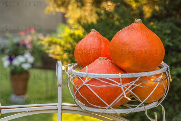 Autumnal still life with hokkaido pumpkins in the sunny garden. Flowers in the background. Autumn harvest