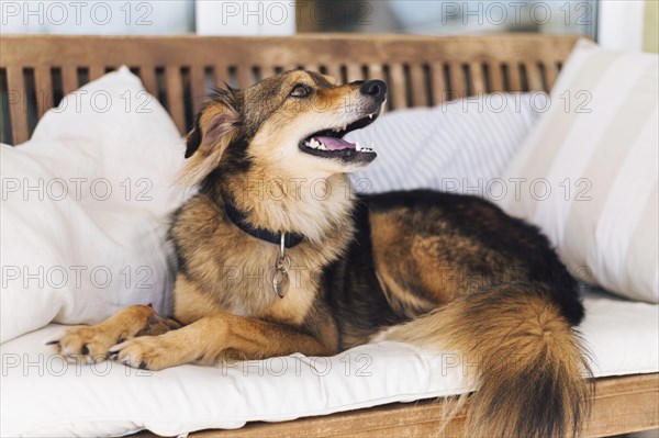 Adorable dog looking owner