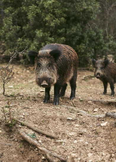 Wild boars nature 1