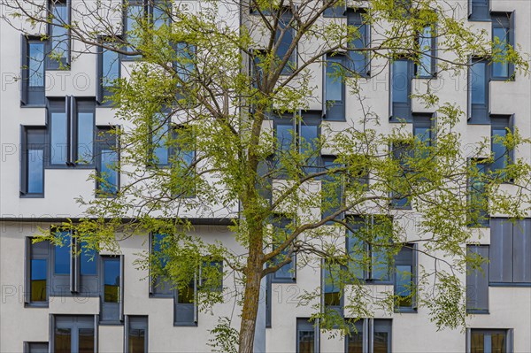 Deciduous tree with fresh greenery in front of a modern building of the University of Economics WU